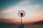 Dandelion Extract Benefits For Your Body & Skin