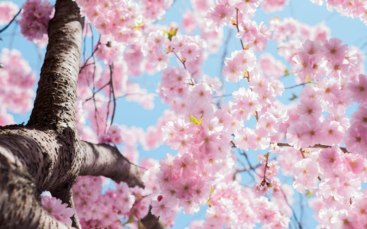 Spring Skincare Tips: How to Update Your Routine