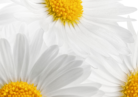 Chamomile