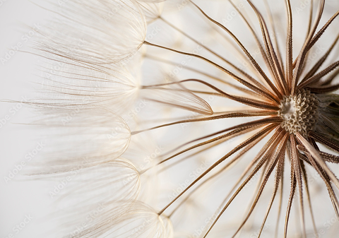 Dandelion Root