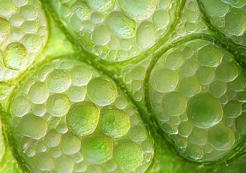 Plant Stem Cells
