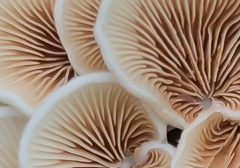 Reishi Mushroom